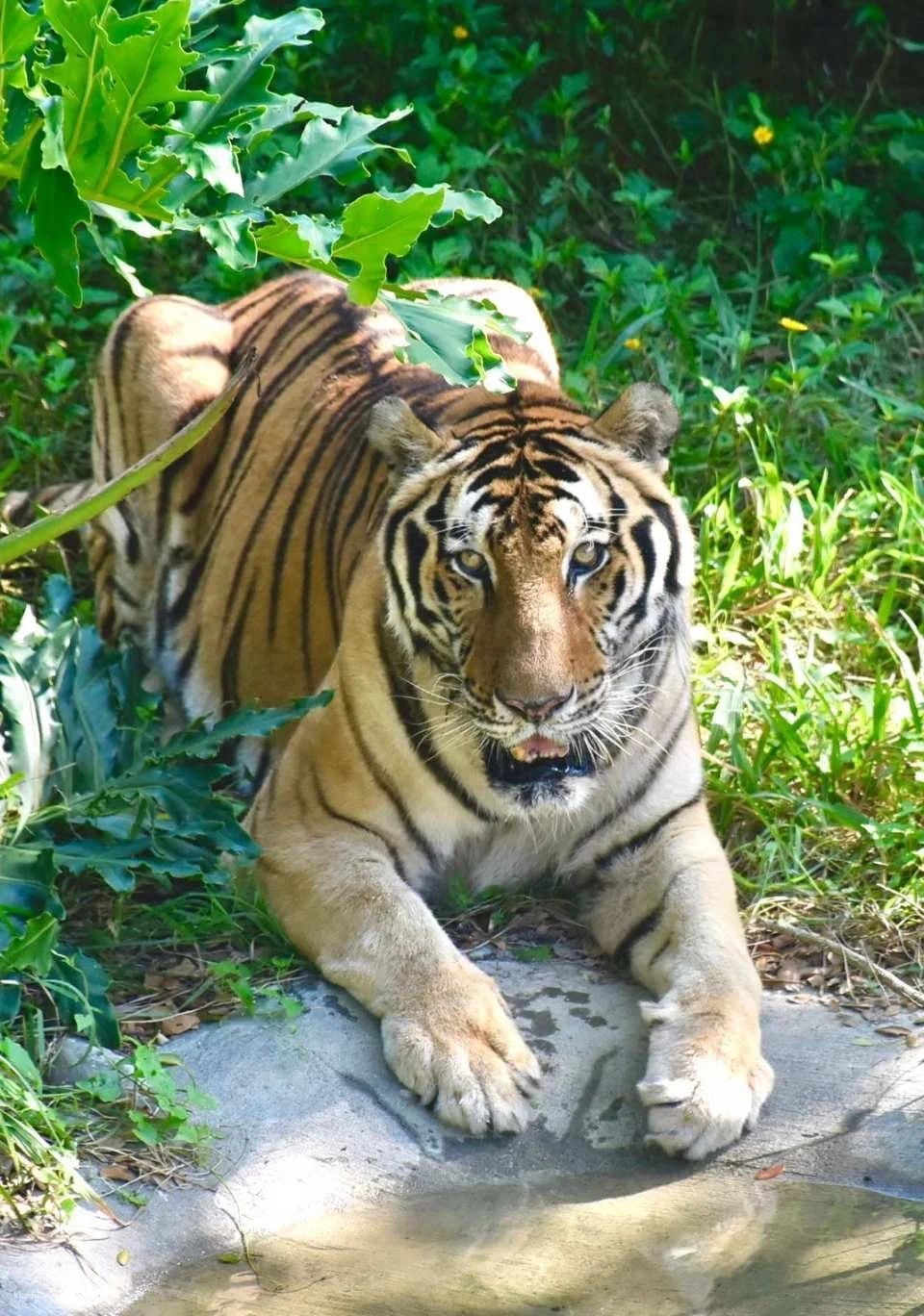Kaohsiung Shoushan Zoo Tickets