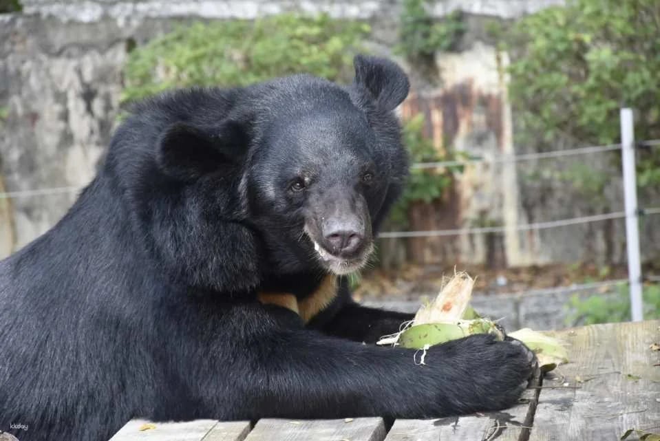 Kaohsiung Shoushan Zoo Tickets