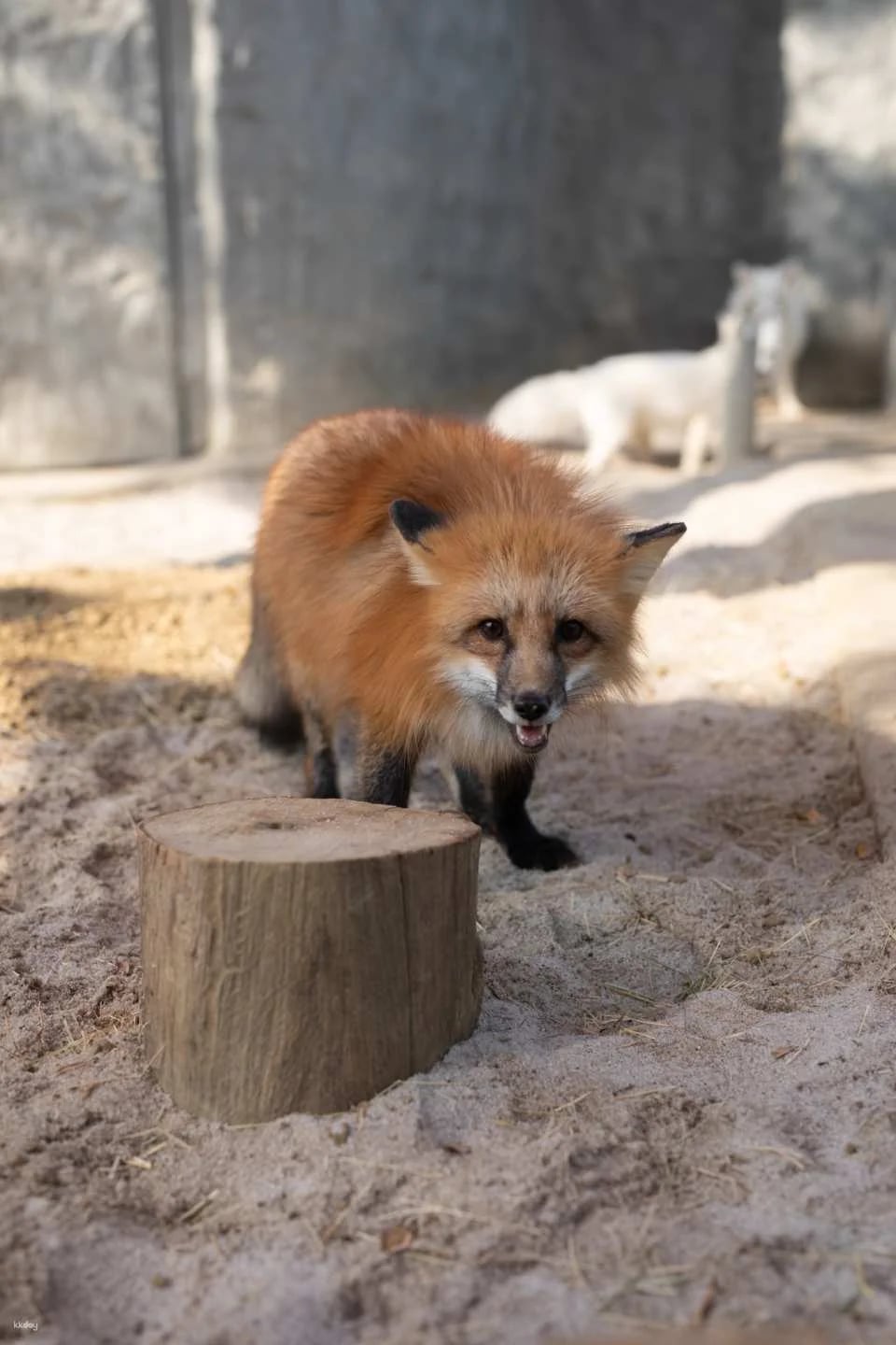 Kaohsiung Wild Forest Animal School Tickets