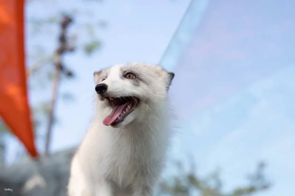 Kaohsiung Wild Forest Animal School Tickets