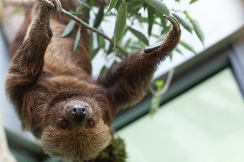 Kaohsiung Wild Forest Animal School Tickets
