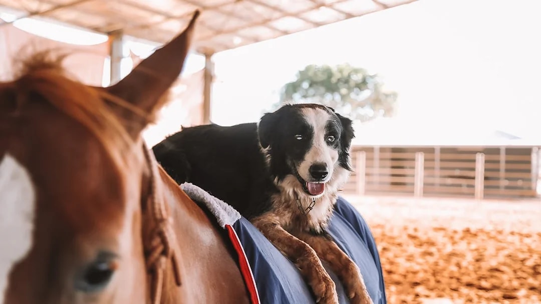 Dog resting on a horse's back during Katherine Outback Experience show.