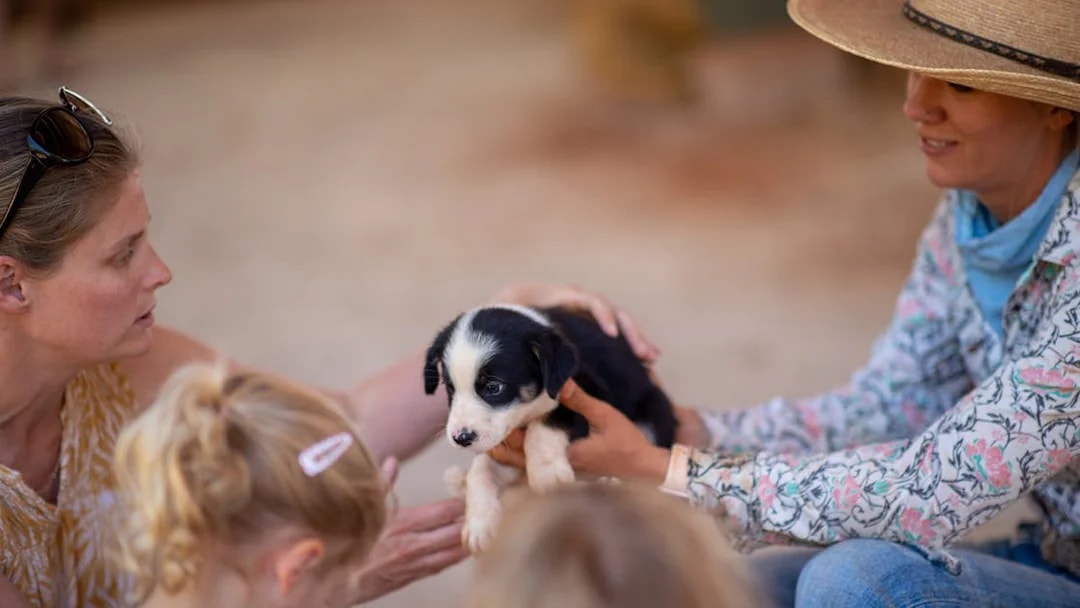People interacting with a puppy at Katherine Outback Experience show.