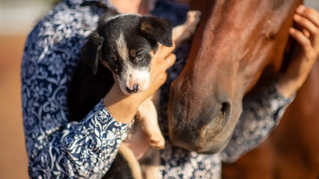 Person holding a puppy next to a horse at Katherine Outback Experience.