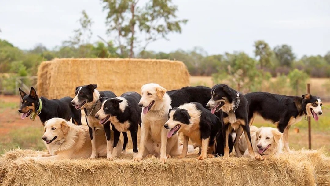 Working dogs on hay bales at Katherine Outback Experience show.