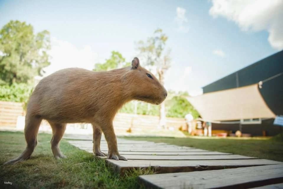 Kenting Lujing Sika Deer Ecological Park Ticket