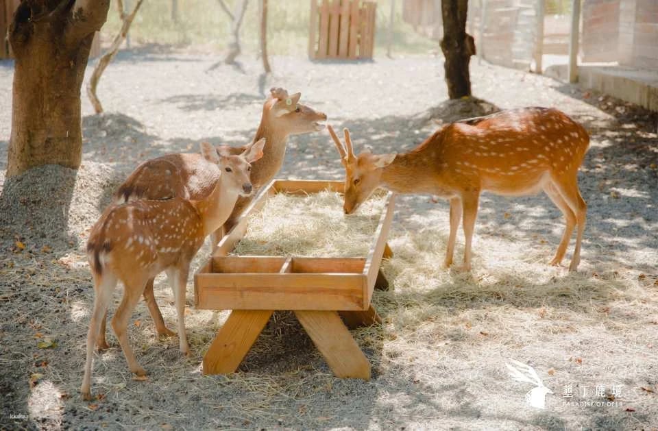Kenting Lujing Sika Deer Ecological Park Ticket