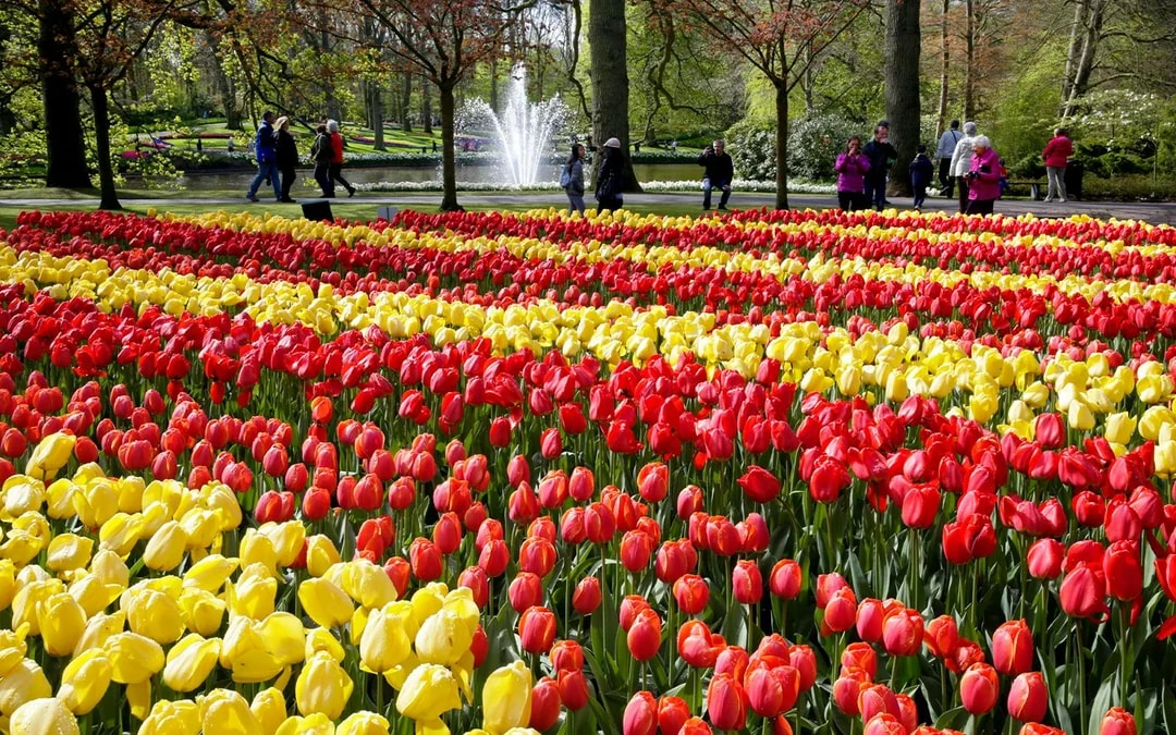 Red and yellow tulip fields at Keukenhof Gardens with visitors walking nearby.