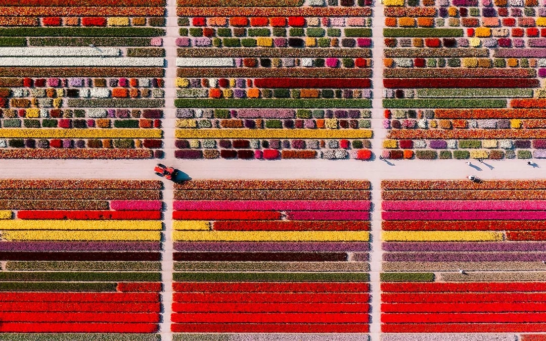 Aerial view of colorful tulip fields in Keukenhof, Netherlands, with a tractor on a dirt path.
