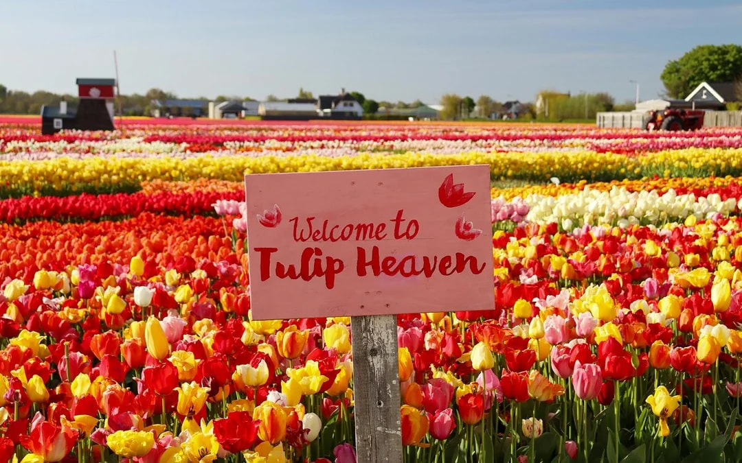 Keukenhof Entry with Transfers from Amsterdam Image 7