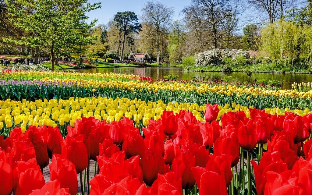 Tulips in bloom at Keukenhof Gardens, Amsterdam, with a pond and trees in the background.