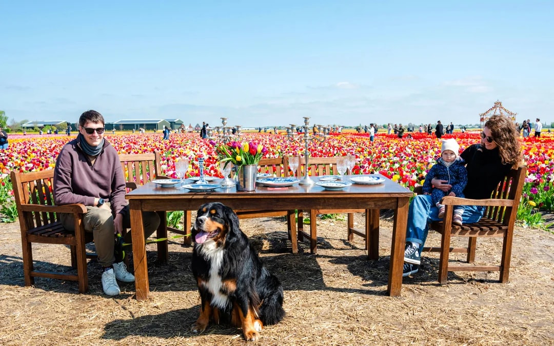Guests enjoying a meal in the tulip fields at Tulip Experience Amsterdam.