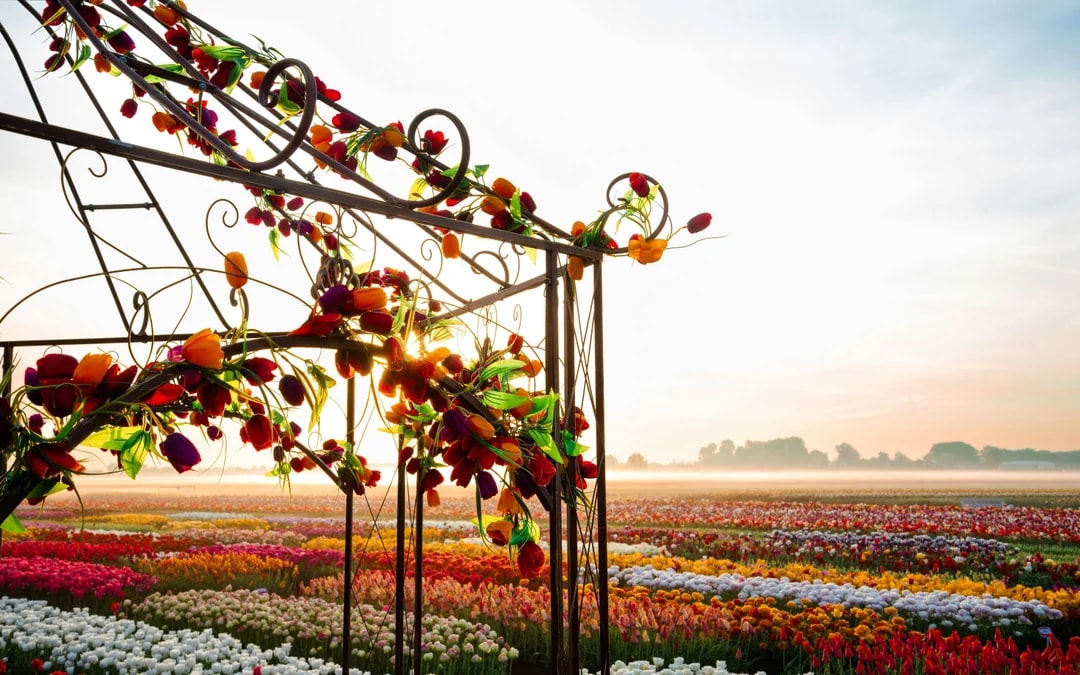 Tulip fields at sunset with floral arch at Tulip Experience Amsterdam.
