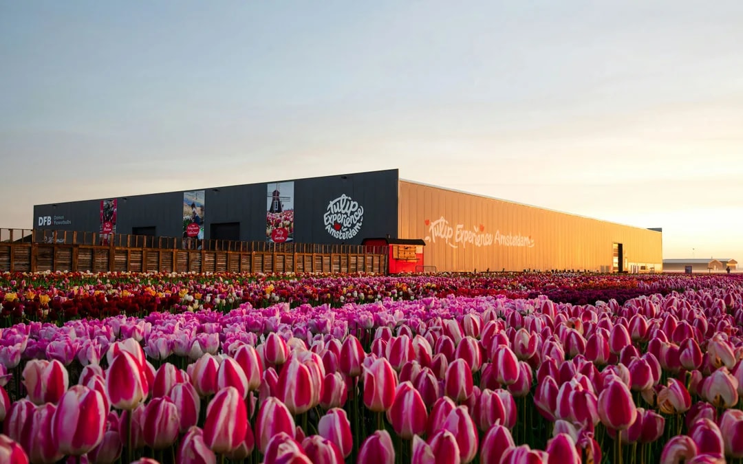 Tulip Experience Tickets with Tulip Fields Visit and Optional Transfers from Amsterdam Image 12