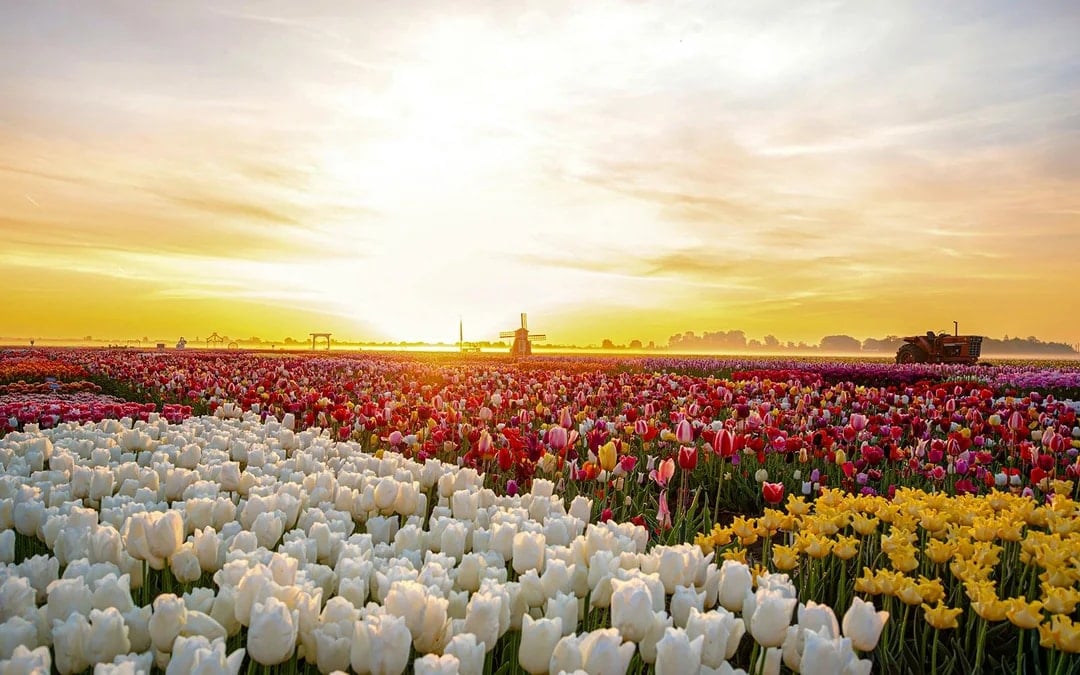Tulip Experience Tickets with Tulip Fields Visit and Optional Transfers from Amsterdam