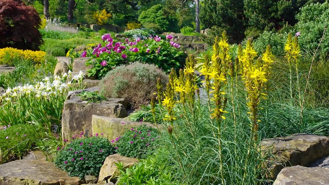 Plants in the rock garden at Kew Gardens with yellow and pink flowers.