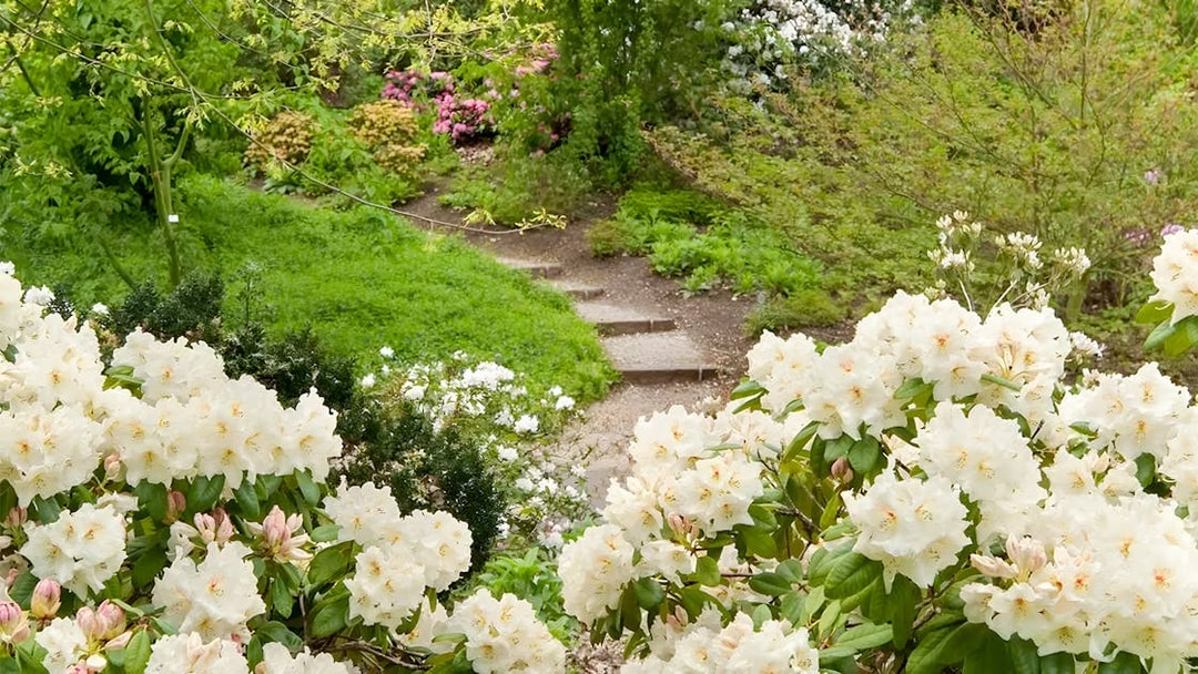 Rhododendron blooms along a garden path at Kew Gardens.