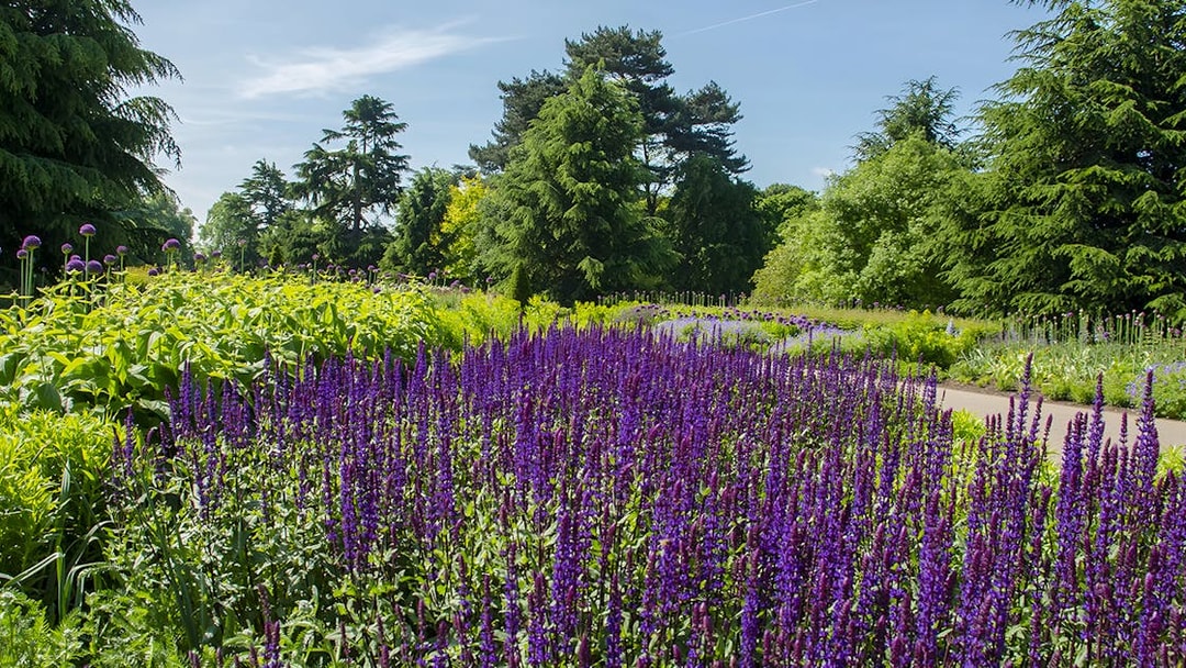Kew Gardens vibrant purple flowers and lush greenery under a clear sky.
