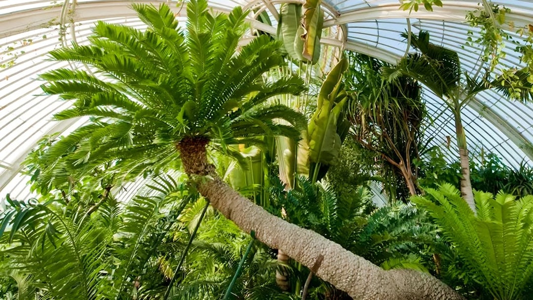 Palm trees inside the Palm House at Kew Gardens, London.