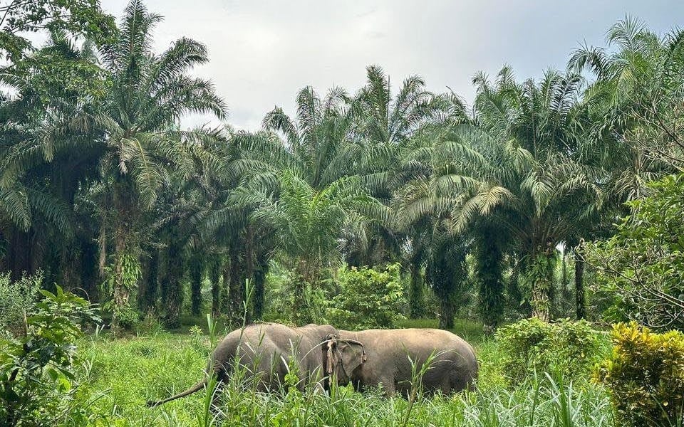 Khao Sok Elephant Sanctuary Eco-Guided Tour Tickets Image 1