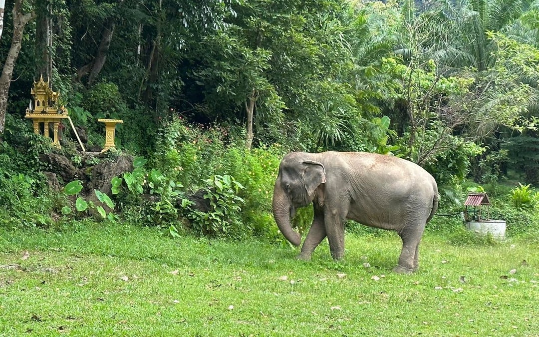 Khao Sok Elephant Sanctuary Eco-Guided Tour Tickets Image 6