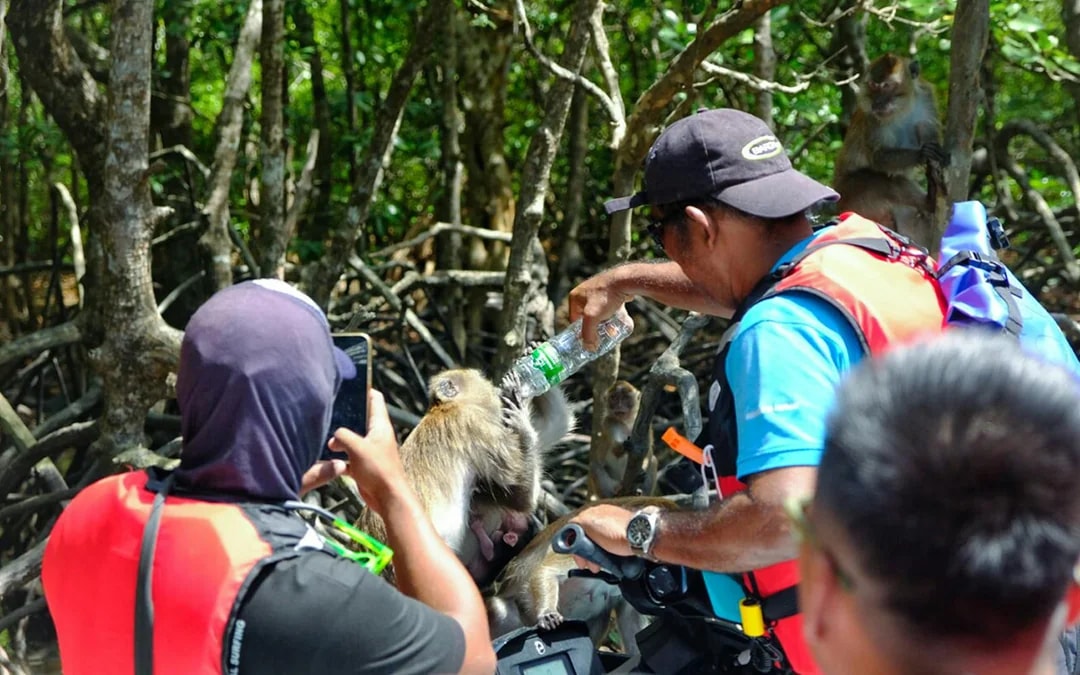 Langkawi Mangrove Jet Ski Tour - Kilim Geoforest Park Image 6