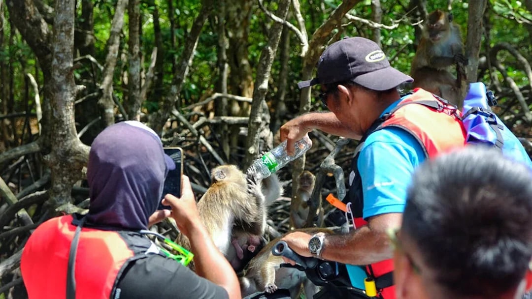 Tourists on jet skis feeding monkeys in Langkawi's Kilim Geopark mangroves.