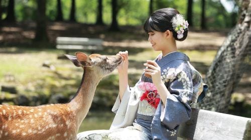 Japan Colored Weaving Nara Park Kasugataisha Shrine Mount Wakakusa Tōdai-ji Toshodaiji Deer Kimono Rental Tokyo Kyoto Experience Reservation Booking Trip Moments Kiyomizu-dera Temple Photography