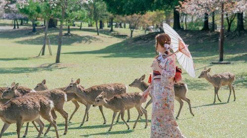Japan Colored Weaving Nara Park Kasugataisha Shrine Mount Wakakusa Tōdai-ji Toshodaiji Deer Kimono Rental Tokyo Kyoto Experience Reservation Booking Trip Moments Kiyomizu-dera Temple Photography