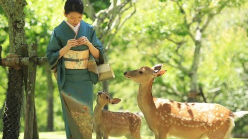 Japan Colored Weaving Nara Park Kasugataisha Shrine Mount Wakakusa Tōdai-ji Toshodaiji Deer Kimono Rental Tokyo Kyoto Experience Reservation Booking Trip Moments Kiyomizu-dera Temple Photography