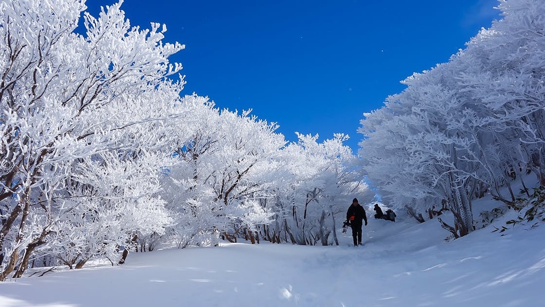 Snow-covered trees and hikers on a winter trail in Japan, accessible with Kintetsu Rail Pass.