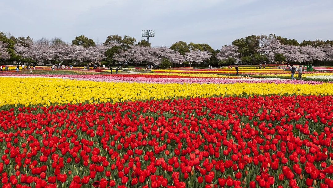 Tulip fields in bloom at a park in Japan, accessible with Kintetsu Rail Pass.