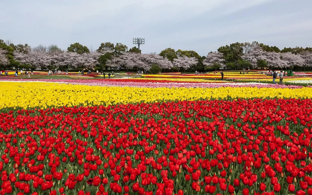 Kintetsu Rail Pass Image 9