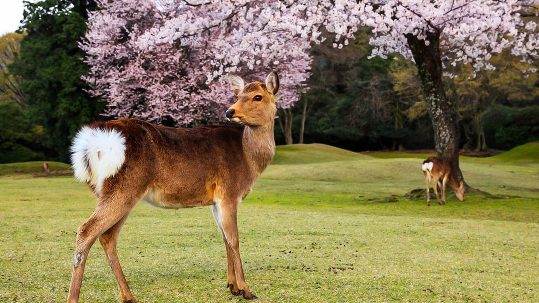 Deer under cherry blossoms in Nara Park, Japan, accessible with Kintetsu Rail Pass.