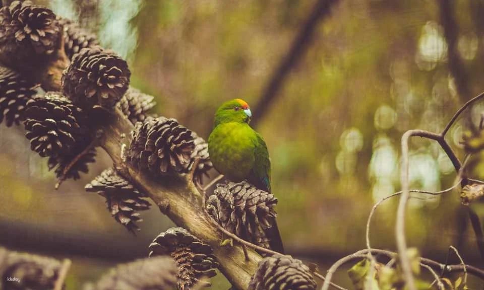 Kiwi Birdlife Park Queenstown Ticket | New Zealand