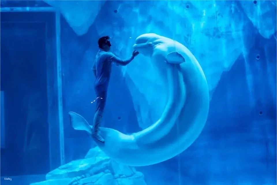 Shanghai Haichang Ocean Park: Admission Ticket | China (100507)