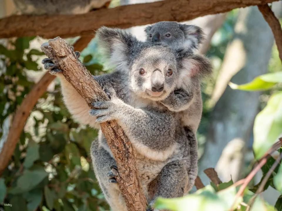 Lone Pine Koala Sanctuary Ticket | Brisbane (10566)