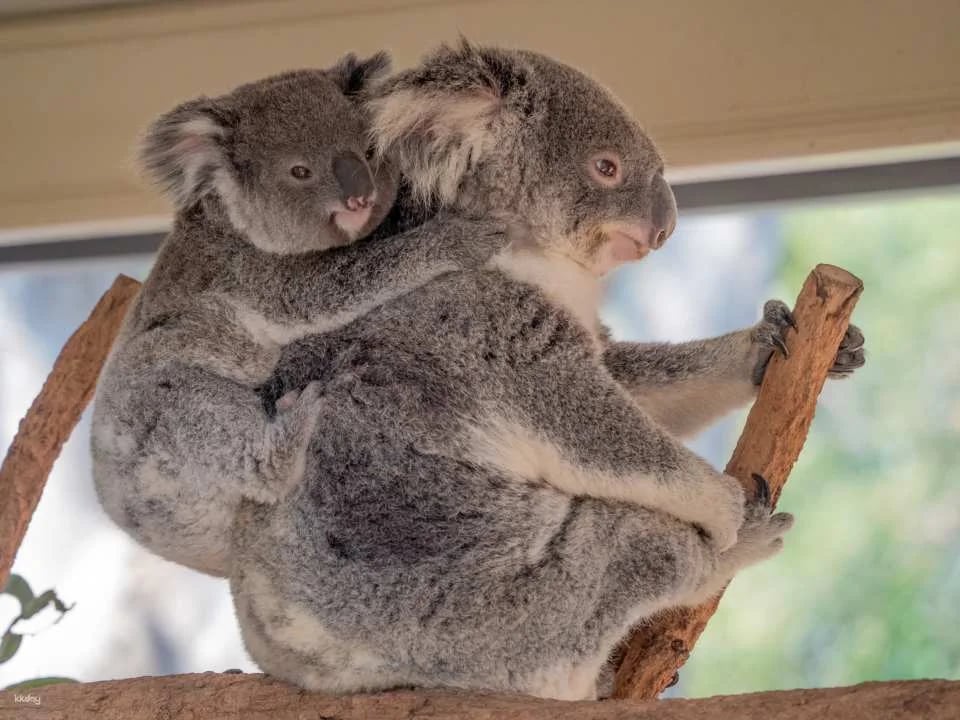 Lone Pine Koala Sanctuary Ticket | Brisbane