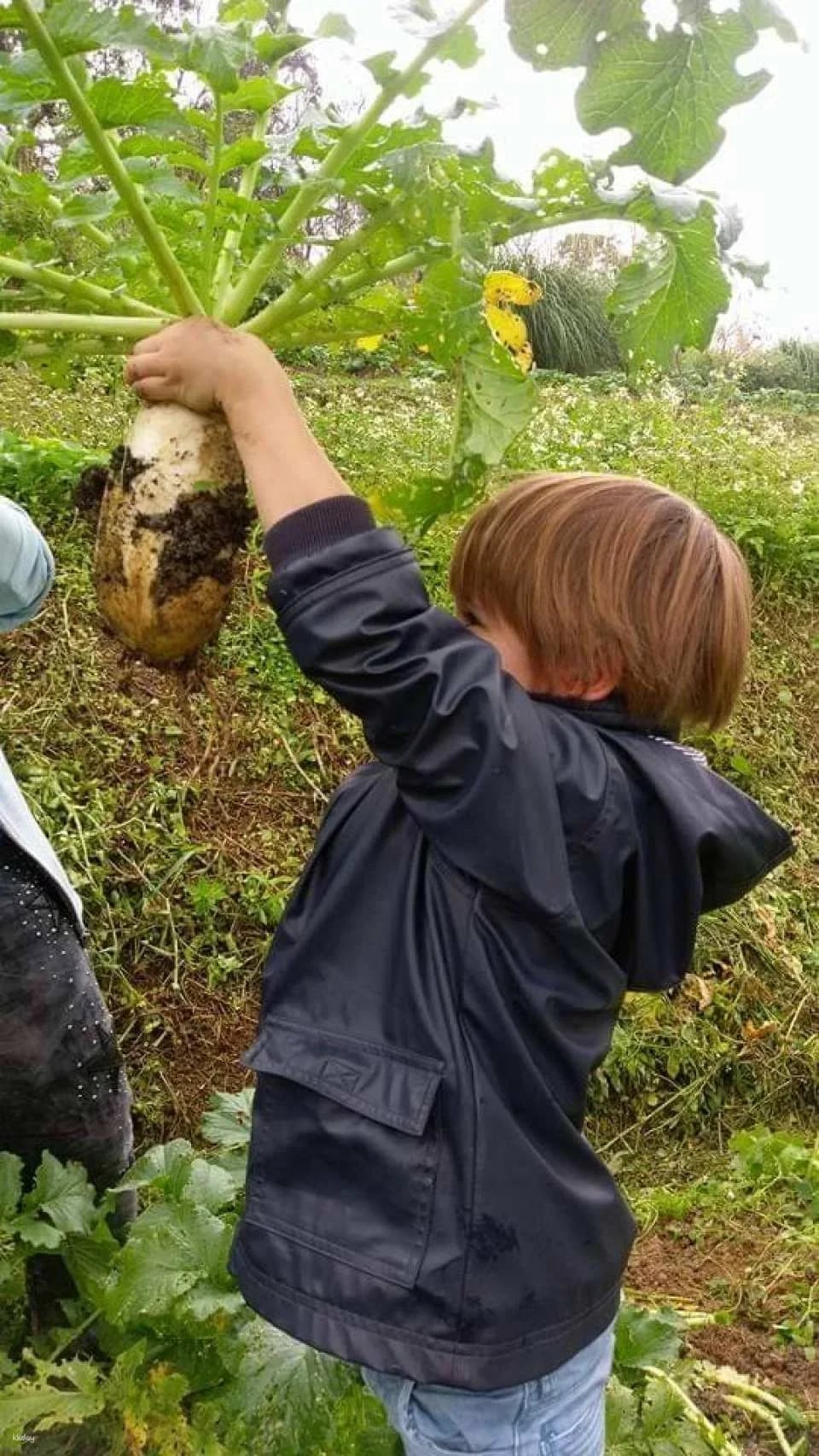 Taipei|Little Farmer Half-day Experience|Carrot Pulling Experience & Carrot Cake Making DIY. Sweet potato pulling experience & sweet potato round making DIY|Wild Grass Flower and Fruit Organic Farm