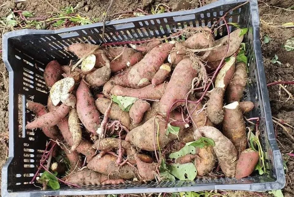 Taipei｜Little Farmer Half-day Experience｜Carrot Pulling Experience & Carrot Cake Making DIY． Sweet potato pulling experience & sweet potato round making DIY｜Wild Grass Flower and Fruit Organic Farm