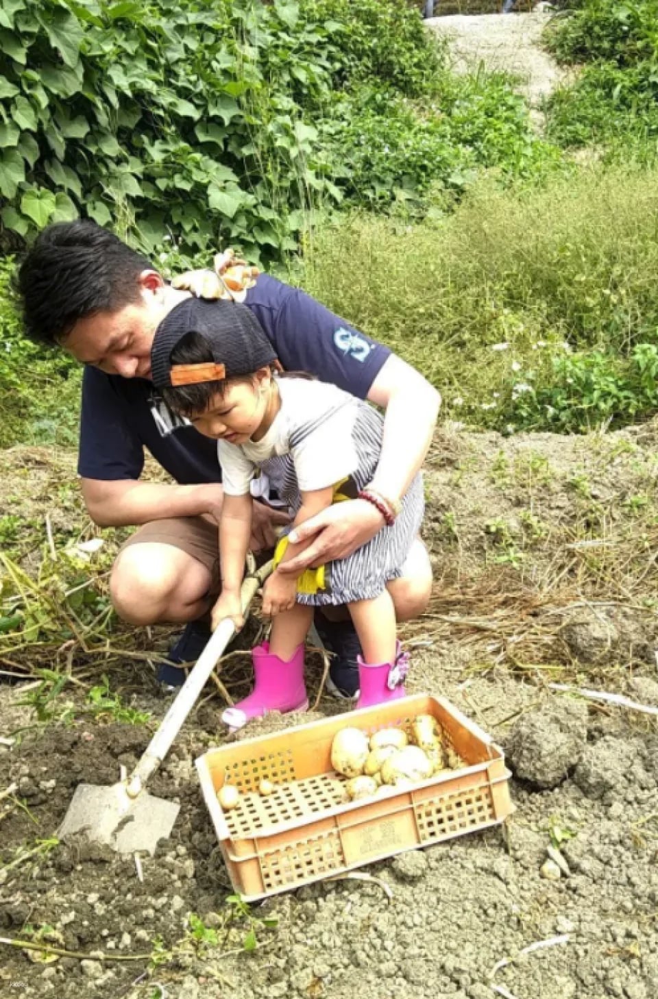 Taipei｜Little Farmer Half-day Experience｜Carrot Pulling Experience & Carrot Cake Making DIY． Sweet potato pulling experience & sweet potato round making DIY｜Wild Grass Flower and Fruit Organic Farm