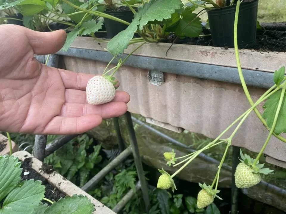Taipei, Taiwan | One-day Little Farmer Experience | BBQ Kiln & Farming Experience & DIY Rice Snacks | Wild Grass Flower Fruit Organic Farm
