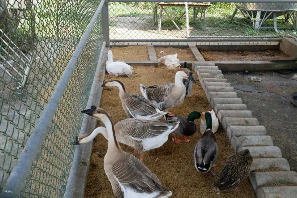 Tainan Zoumalai Farm Tickets