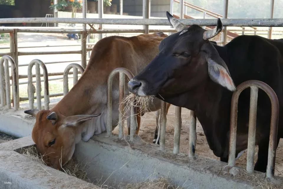 Tainan Zoumalai Farm Tickets