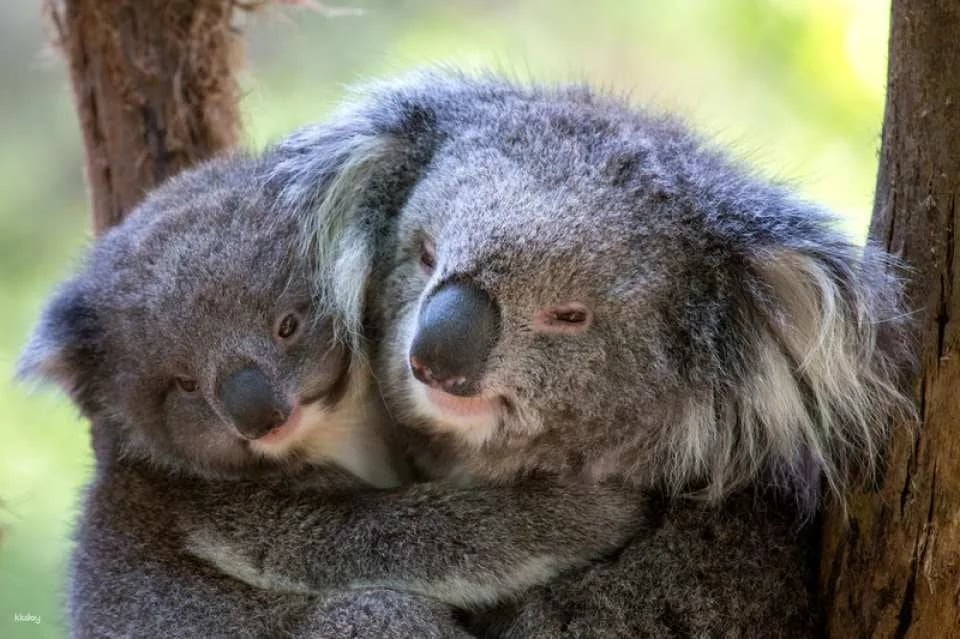 [Eco Tour] Melbourne Healesville Sanctuary: Admission Ticket | Australia (121504)