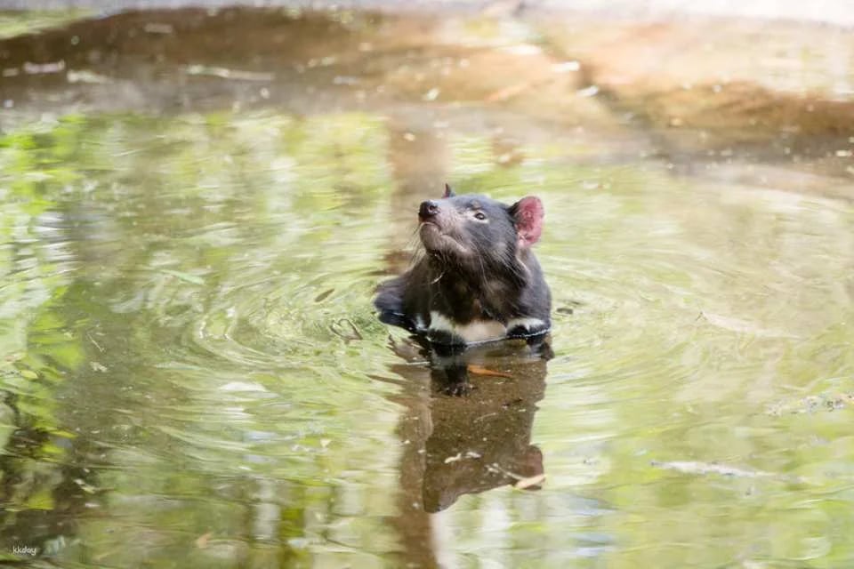 [Eco Tour] Melbourne Healesville Sanctuary: Admission Ticket | Australia