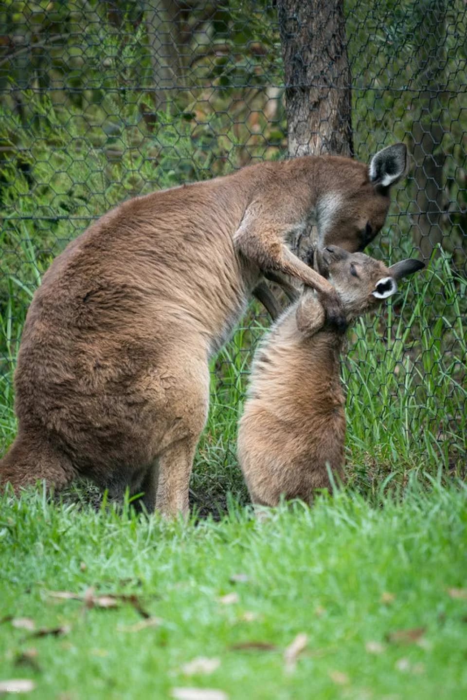 [Eco Tour] Melbourne Healesville Sanctuary: Admission Ticket | Australia