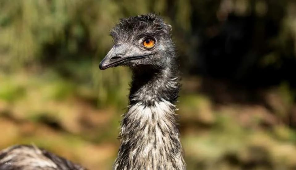 [Eco Tour] Melbourne Healesville Sanctuary: Admission Ticket | Australia