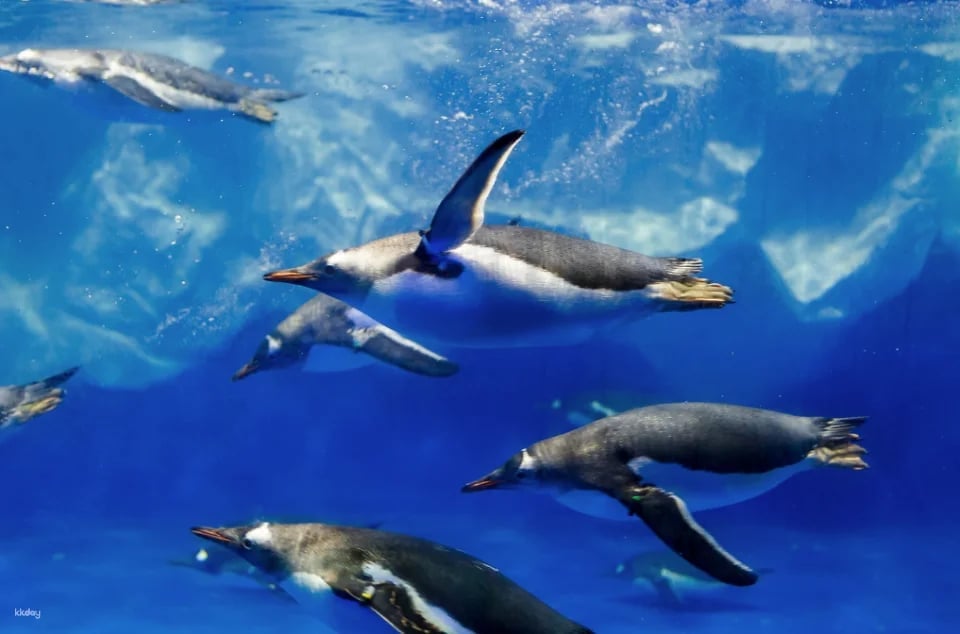SEA LIFE Kelly Tarlton's Aquarium General Admission | Auckland