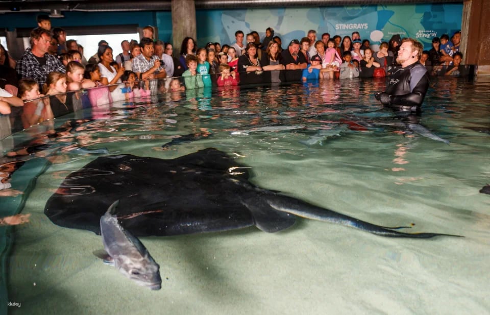 SEA LIFE Kelly Tarlton's Aquarium General Admission | Auckland